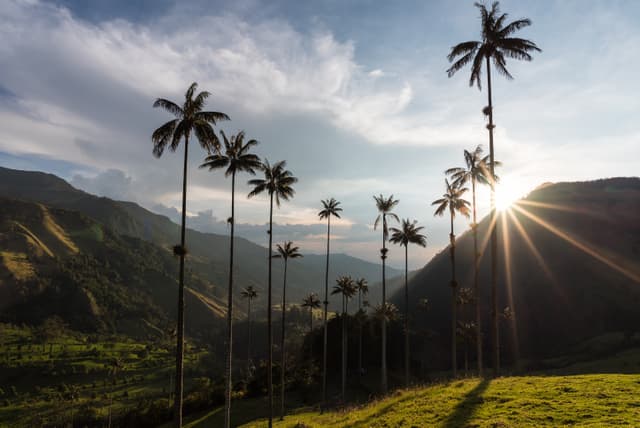 Wax palms in Cocora Valley at sunset