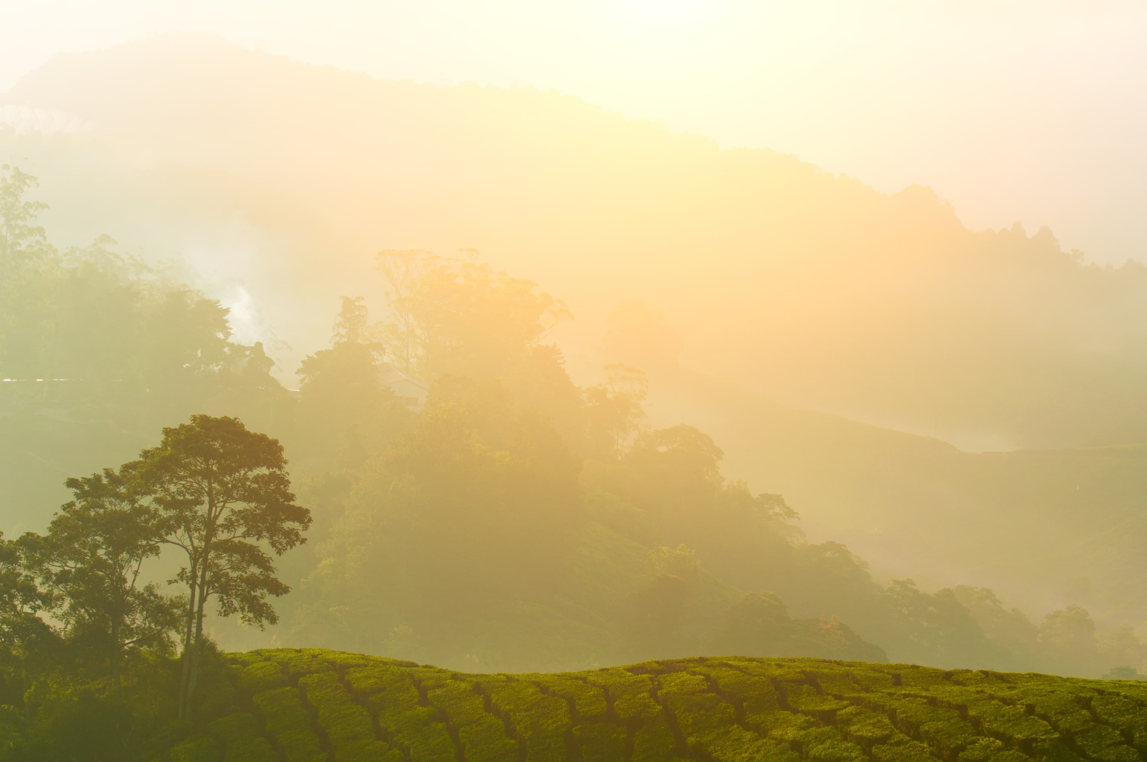 Golden sunrise mist over plantation hills
