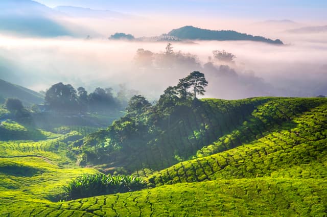 Green coffee plantation hills in mist