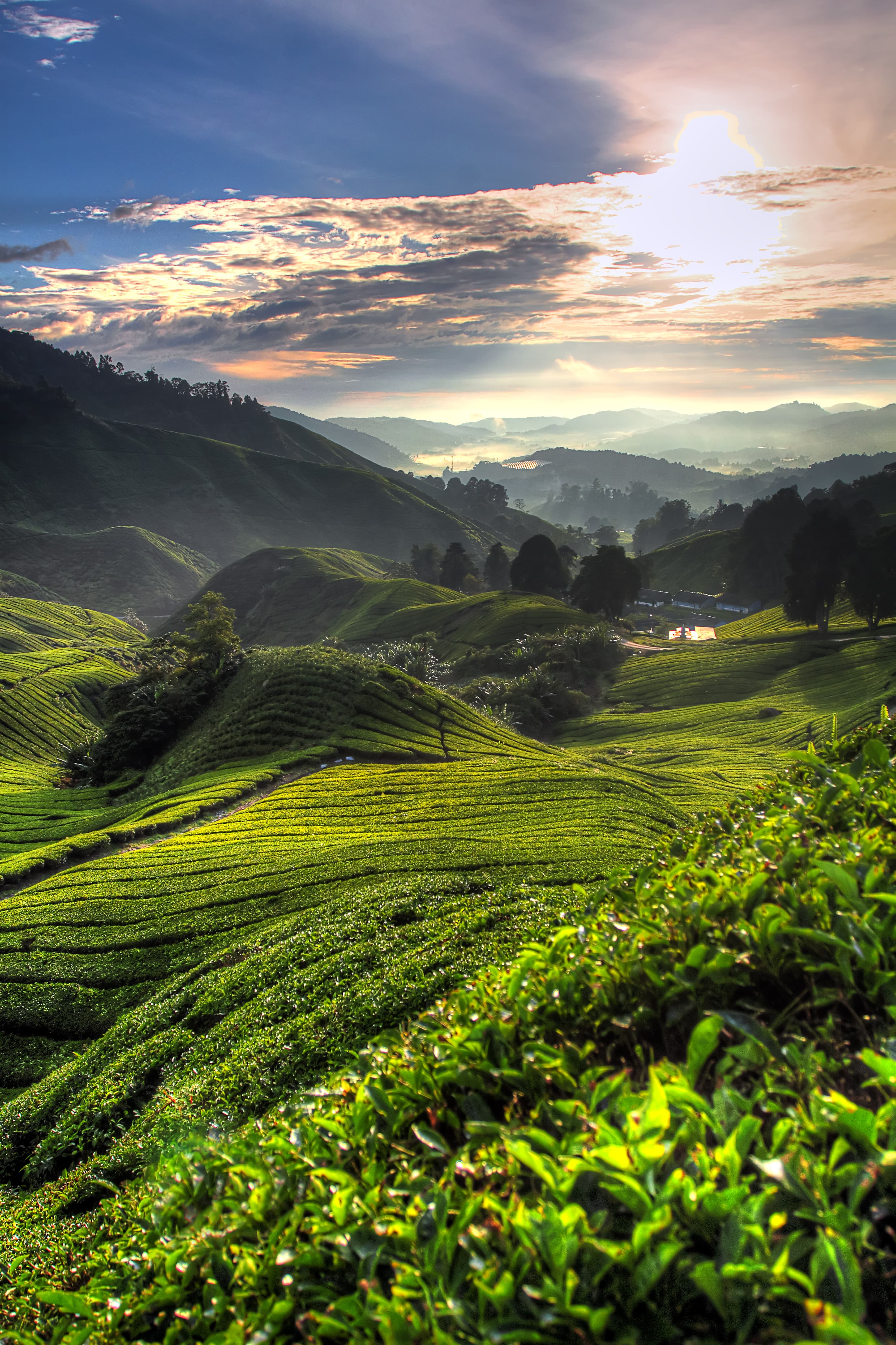 Rolling coffee plantation hills at sunset