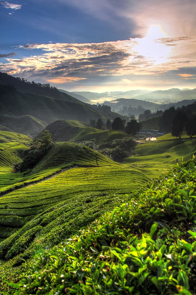 Coffee plantation hills at sunset